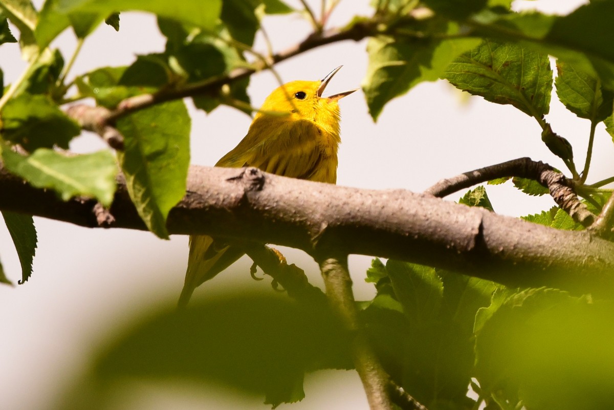 Northern Yellow Warbler - ML657642289