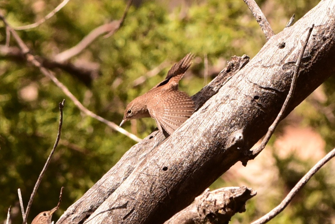 Northern House Wren - ML657642330