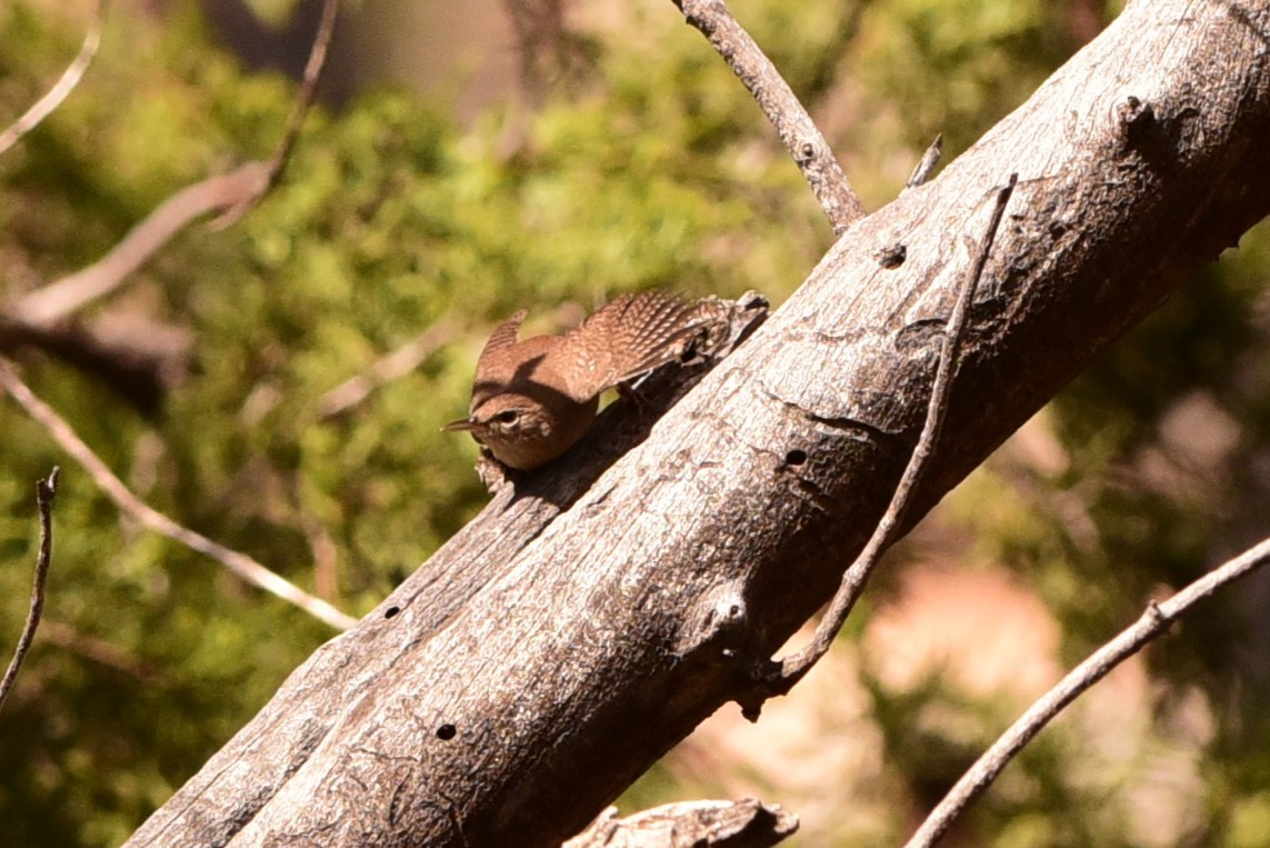 Northern House Wren - ML657642331