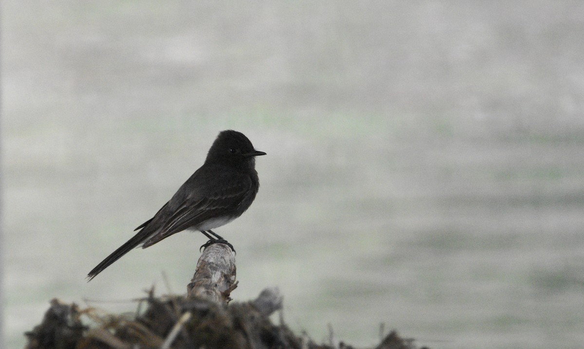 Black Phoebe - ML657642332