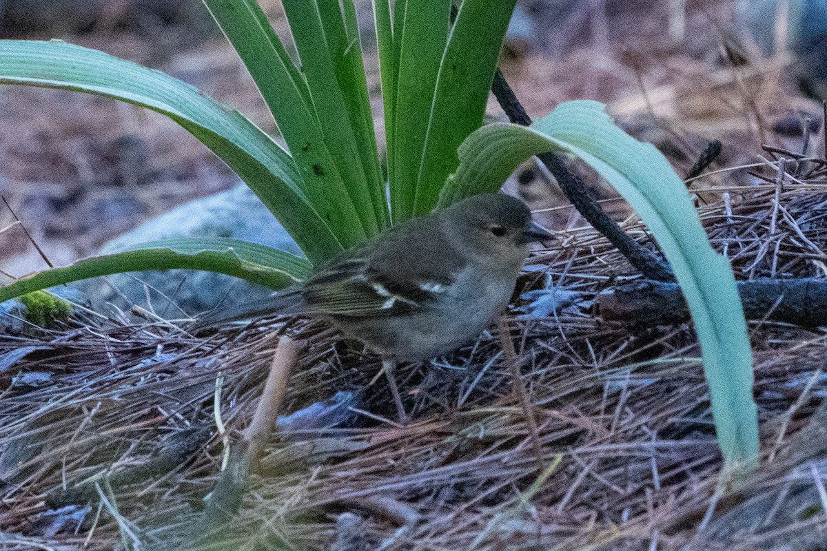 Canary Islands Chaffinch (Canary Is.) - ML657642994