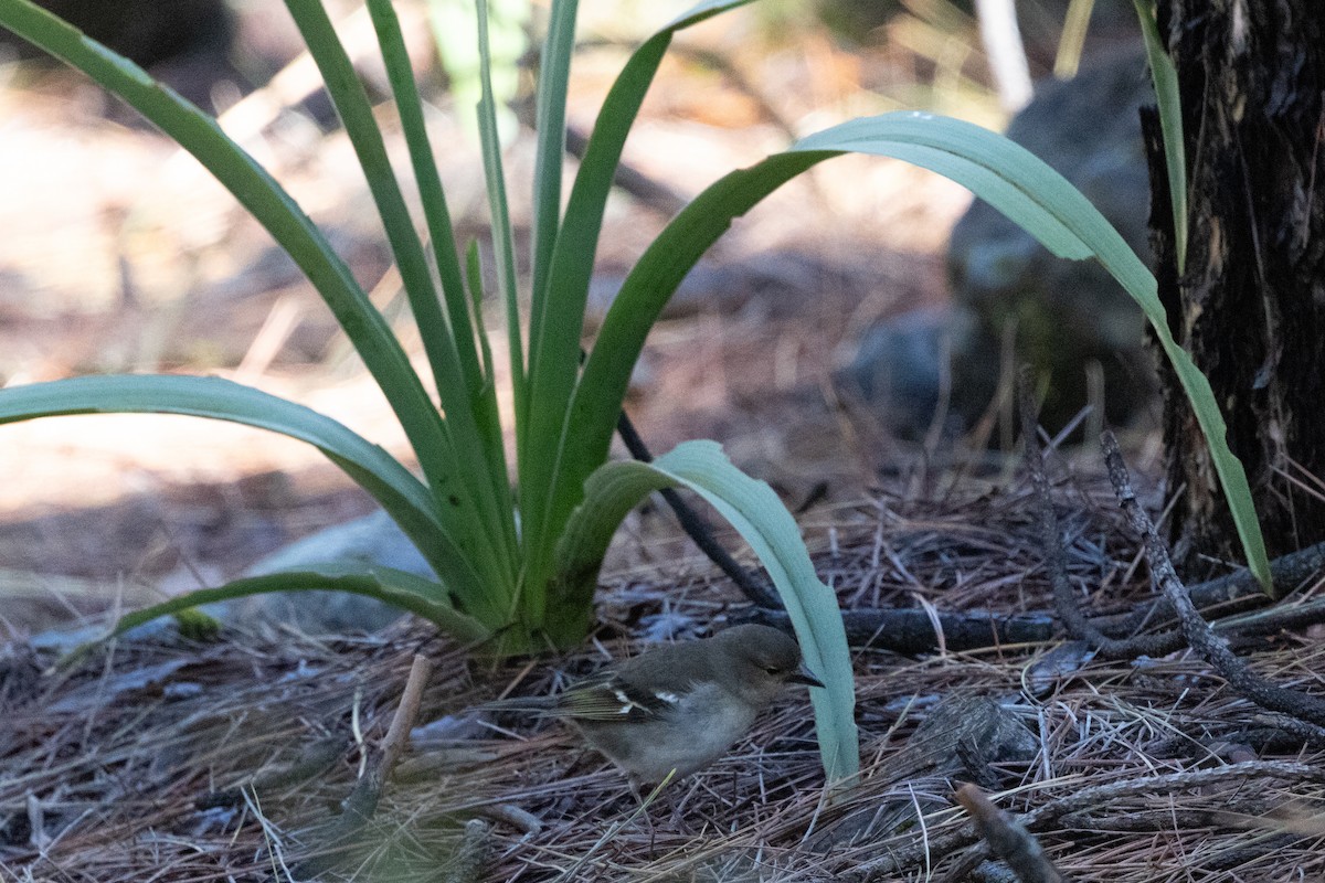 Canary Islands Chaffinch (Canary Is.) - ML657642995