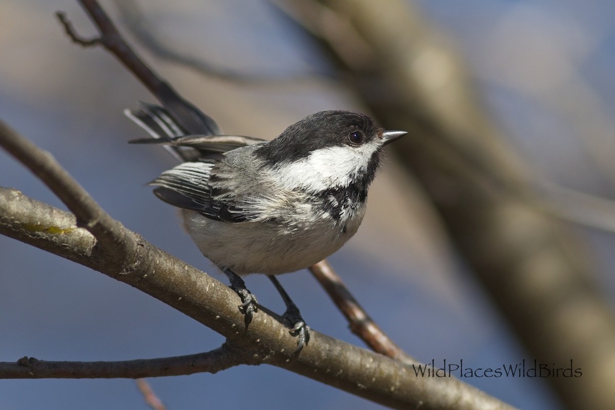 Black-capped Chickadee - ML657643035