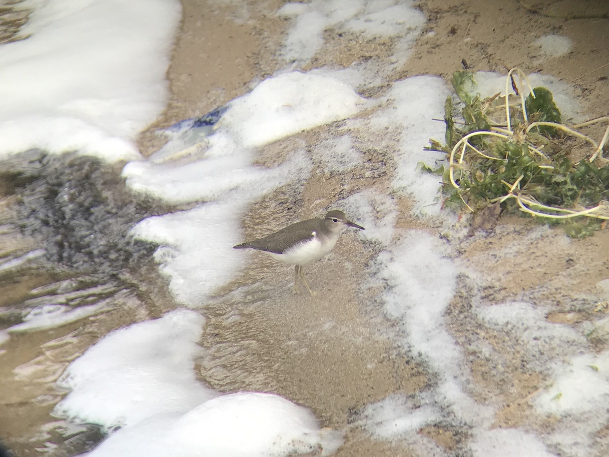 Spotted Sandpiper - ML65764311