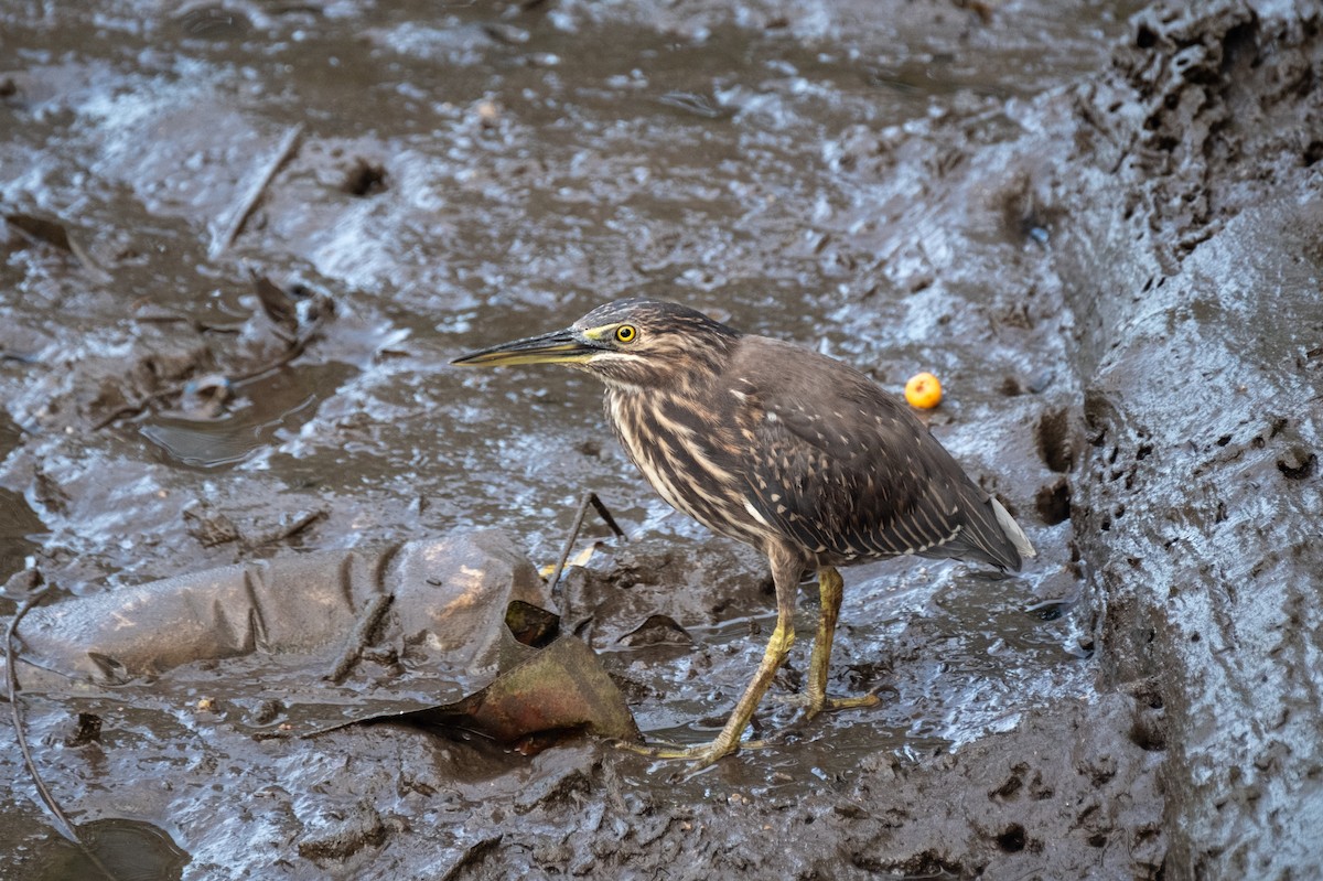 Little Heron - ML657644775