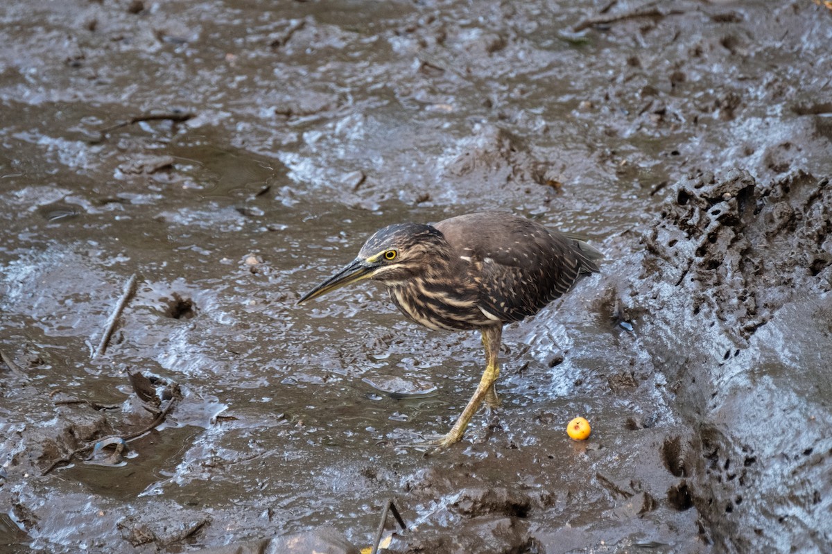 Little Heron - ML657644776