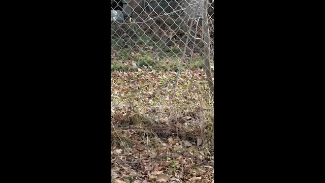Серый юнко (Серый) - ML657644917