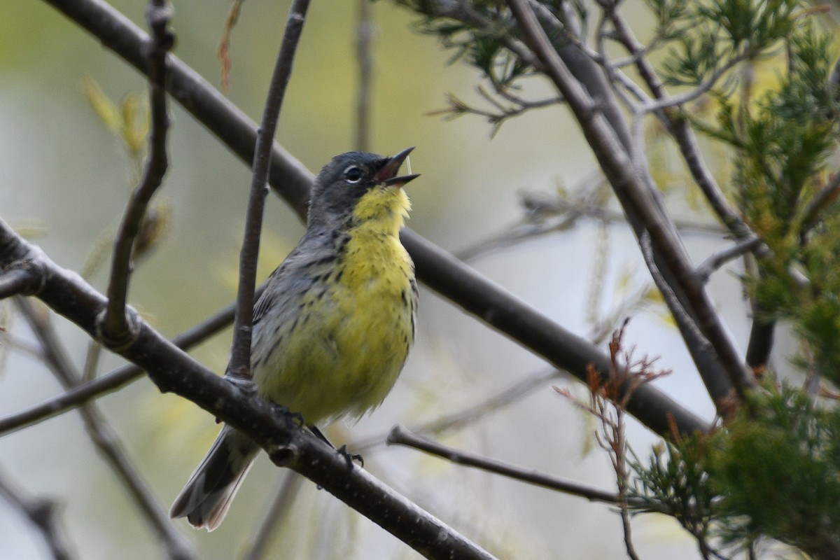 Kirtland's Warbler - ML657645387