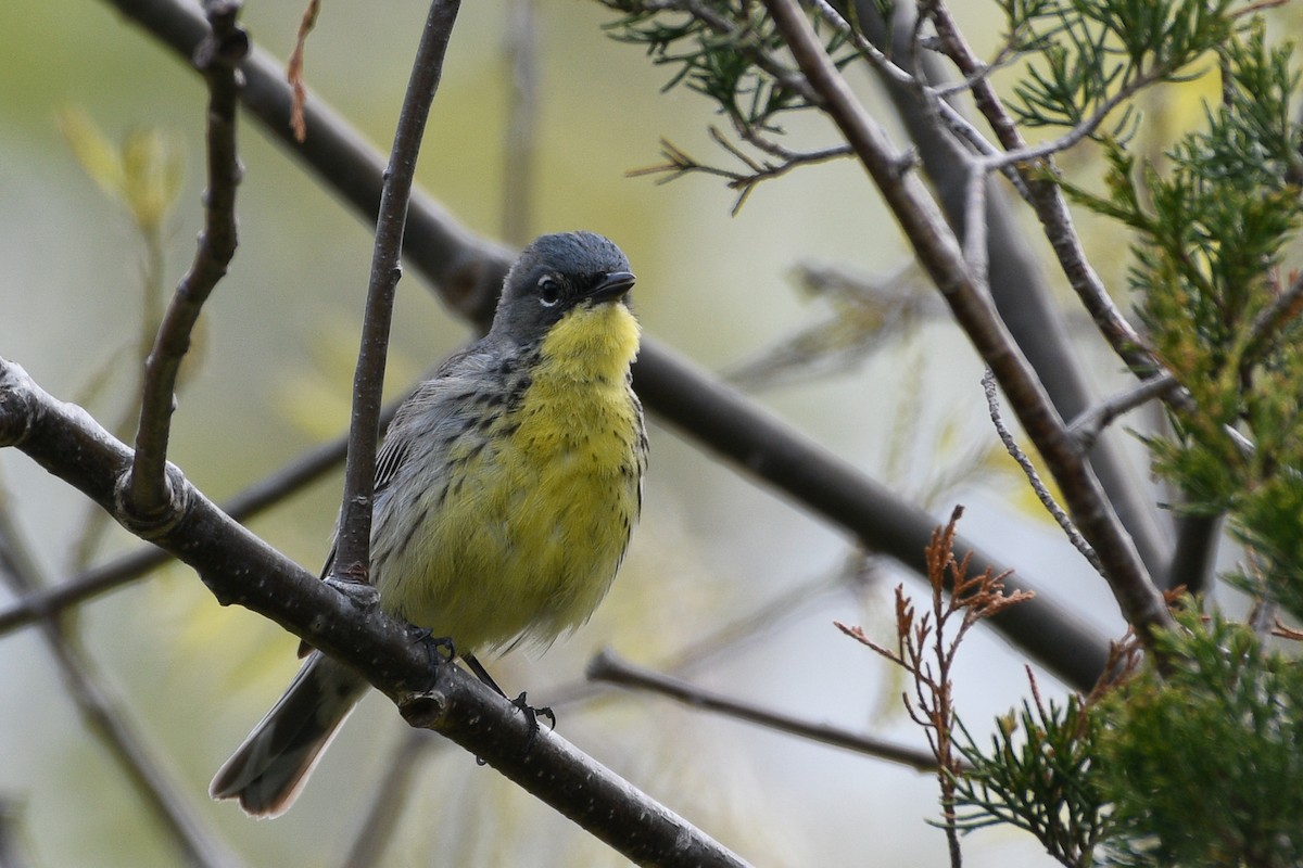 Kirtland's Warbler - ML657645407