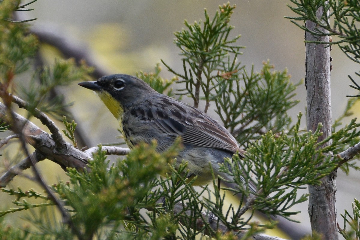 Kirtland's Warbler - ML657645609