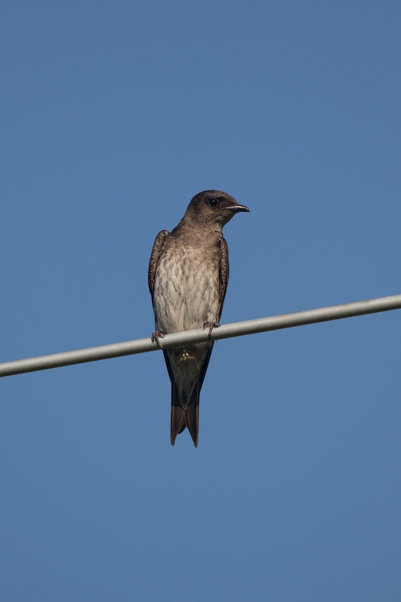 Purple Martin - Nick Dorian