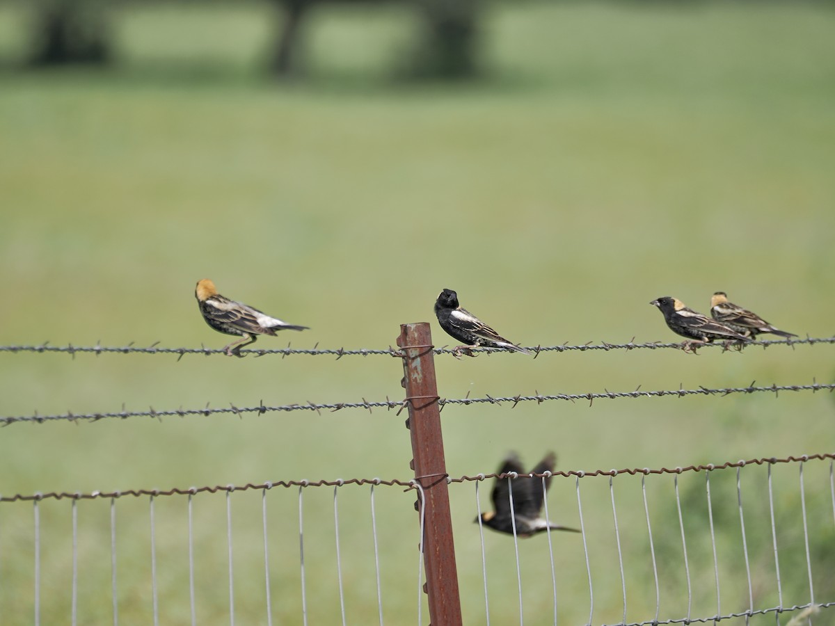 Bobolink - ML657646212