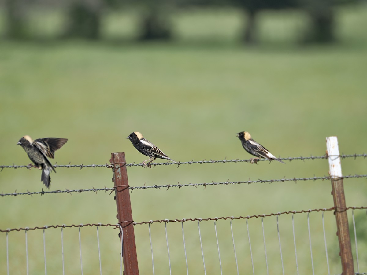 Bobolink - ML657646230