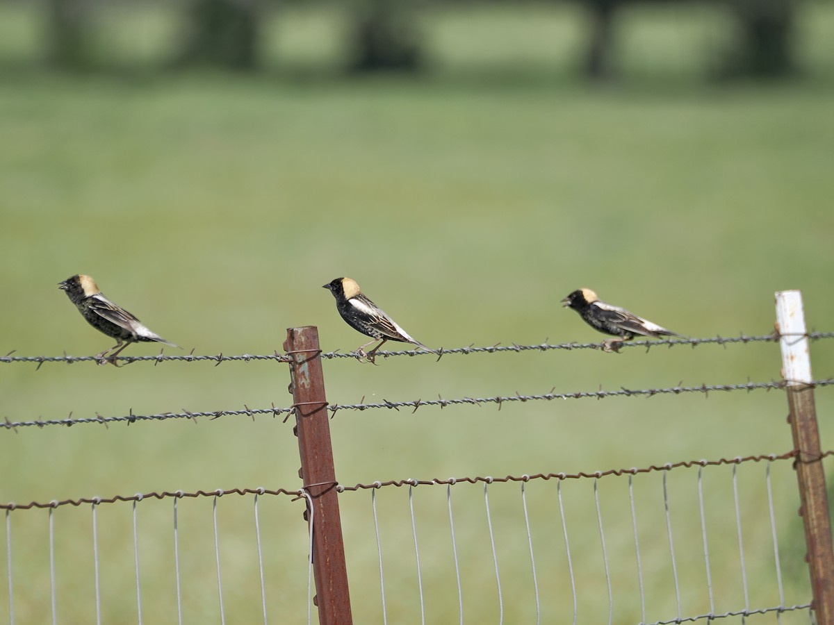 Bobolink - ML657646268