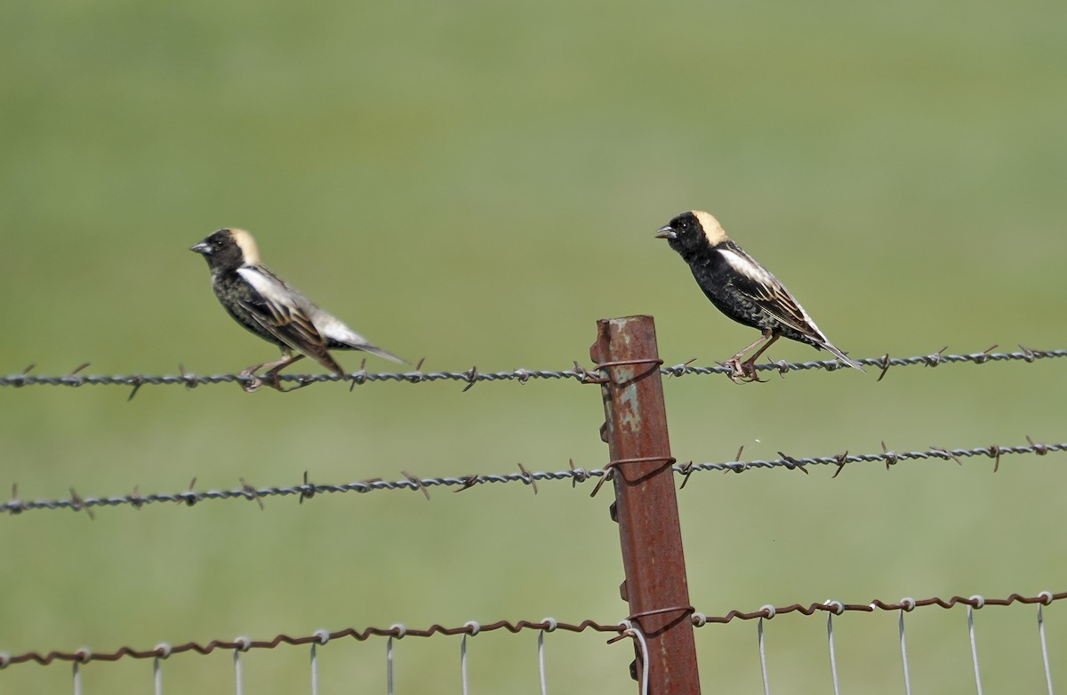 Bobolink - ML657646286
