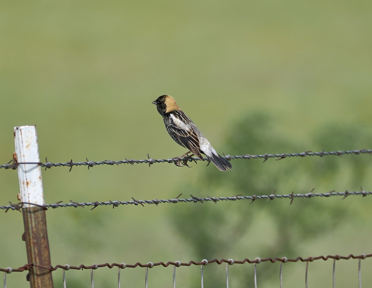 Bobolink - ML657646306