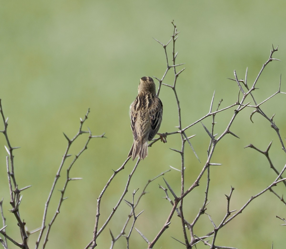 Bobolink - ML657646325