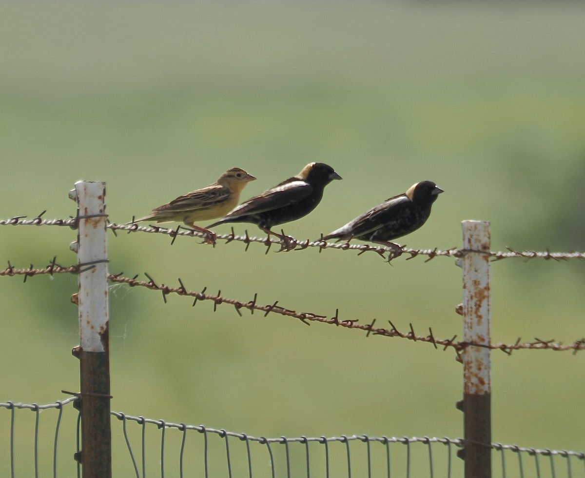 Bobolink - ML657646346