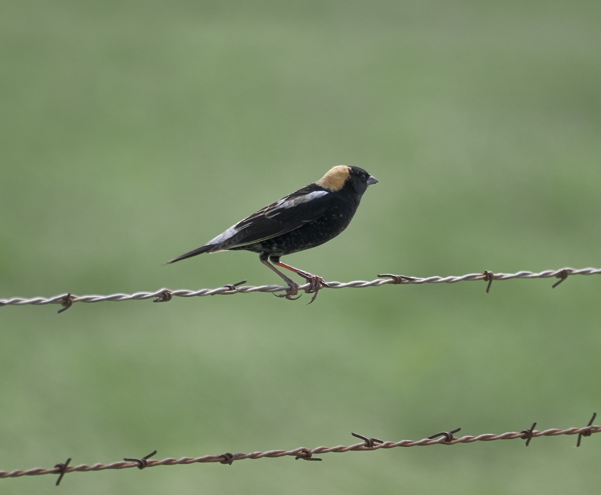 Bobolink - ML657646361