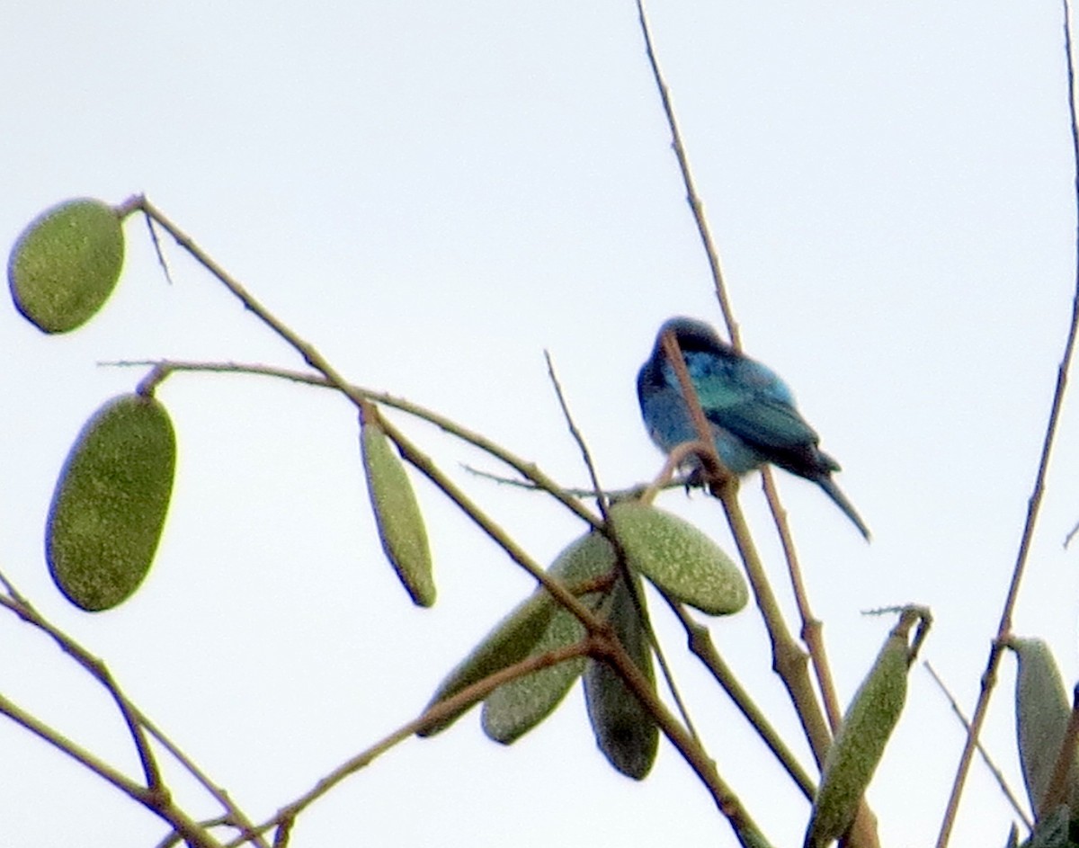 Masked Tanager - Stilpnia nigrocincta - Media Search - Macaulay Library ...