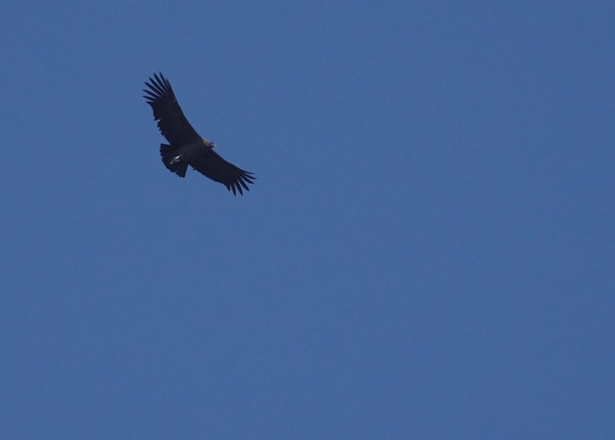 Andean Condor - ML657647374