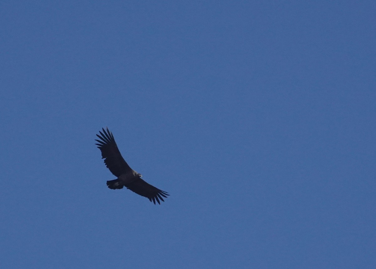 Andean Condor - ML657647375