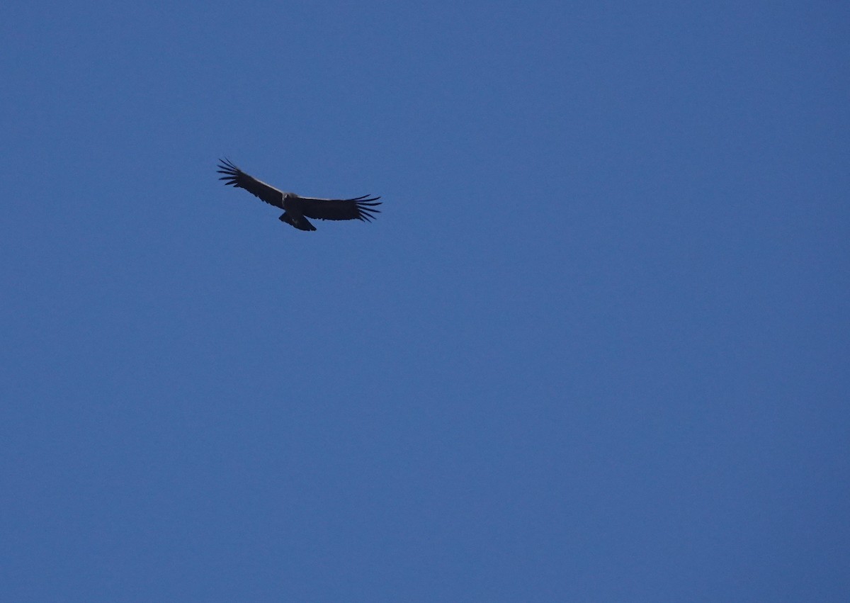Andean Condor - ML657647376
