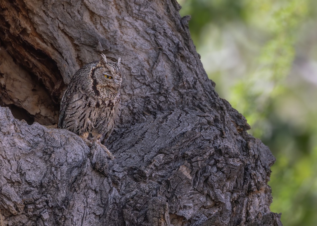 Western Screech-Owl - ML657647748
