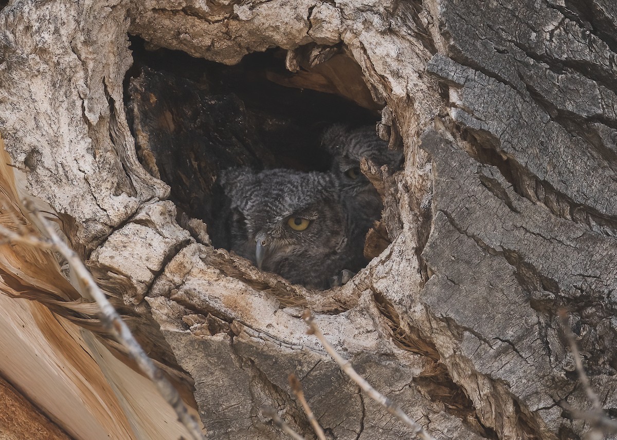 Western Screech-Owl - ML657647757
