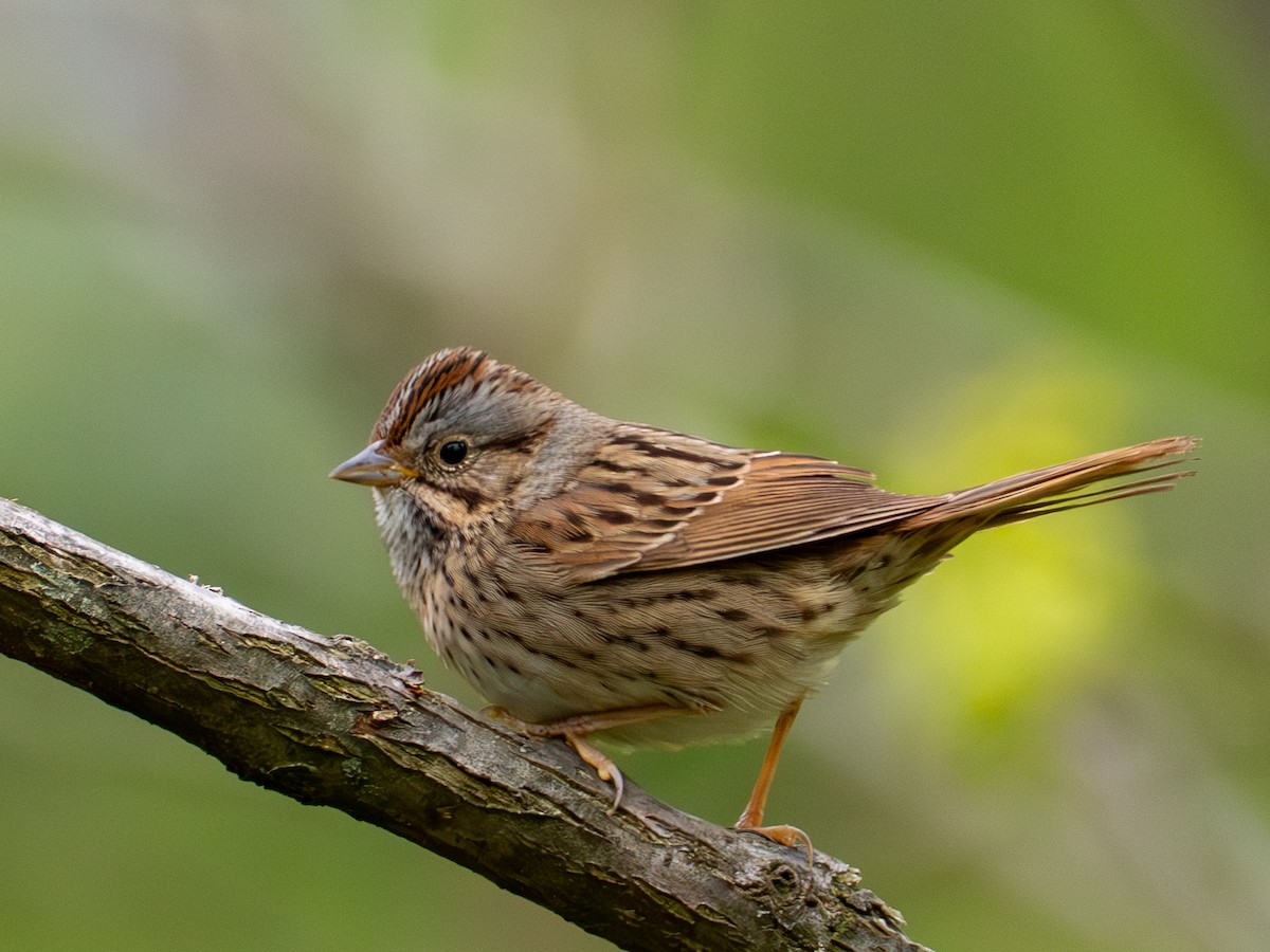 Lincoln's Sparrow - ML657647794