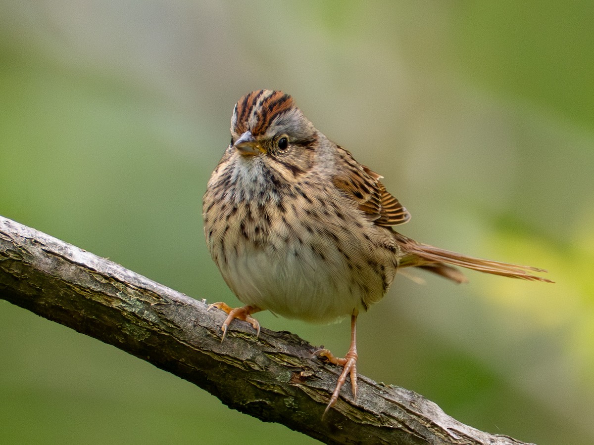 Lincoln's Sparrow - ML657647795