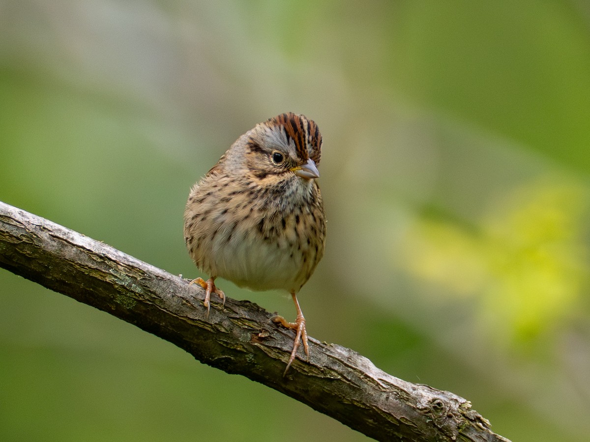 Lincoln's Sparrow - ML657647796