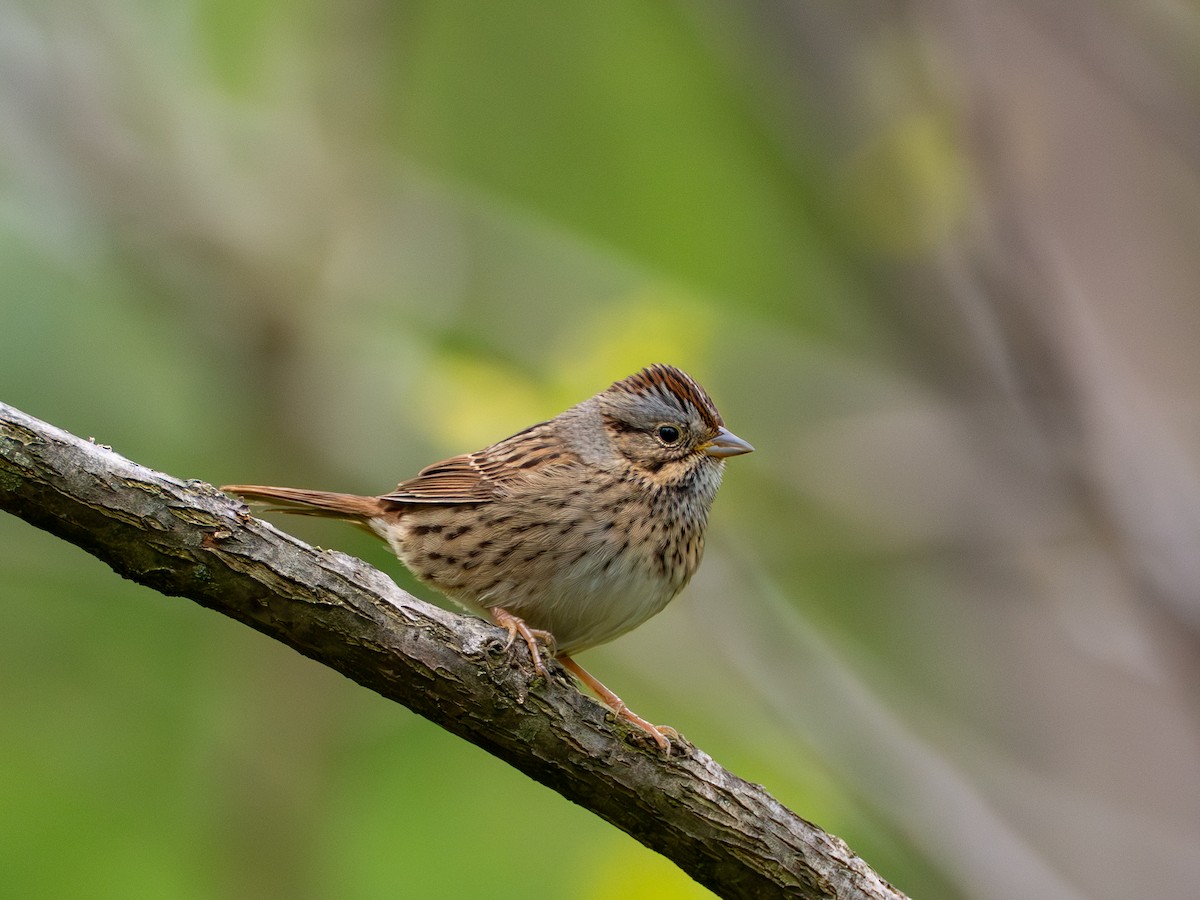 Lincoln's Sparrow - ML657647797