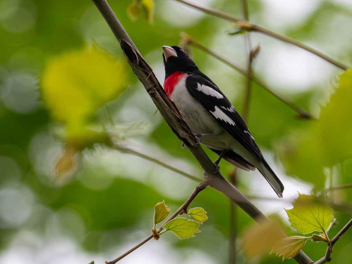 Rose-breasted Grosbeak - ML657647813