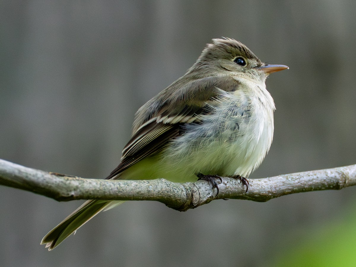 Acadian Flycatcher - ML657647841