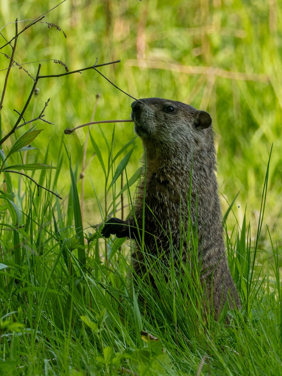 Groundhog - ML657647852
