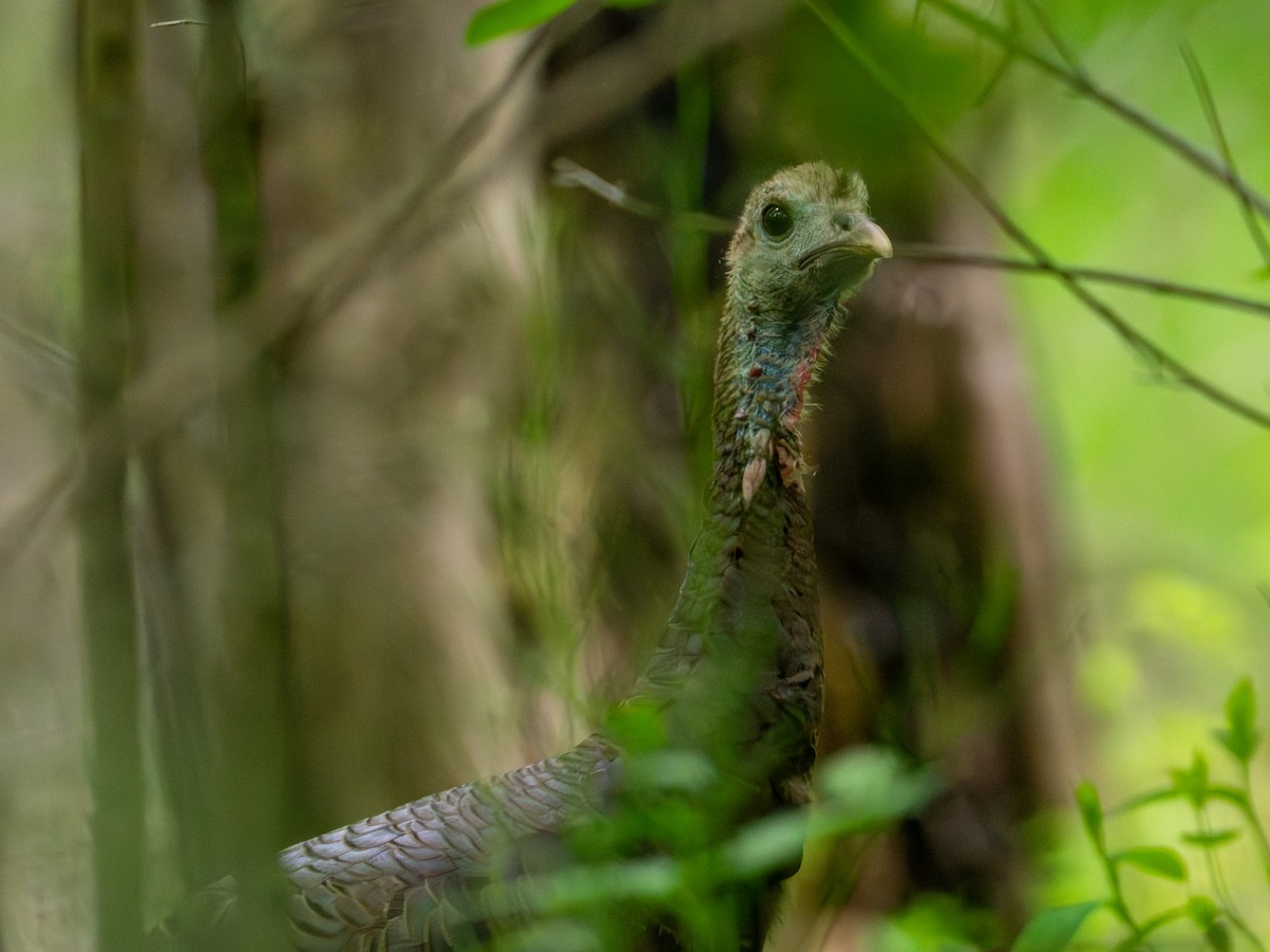 Wild Turkey - ML657647965