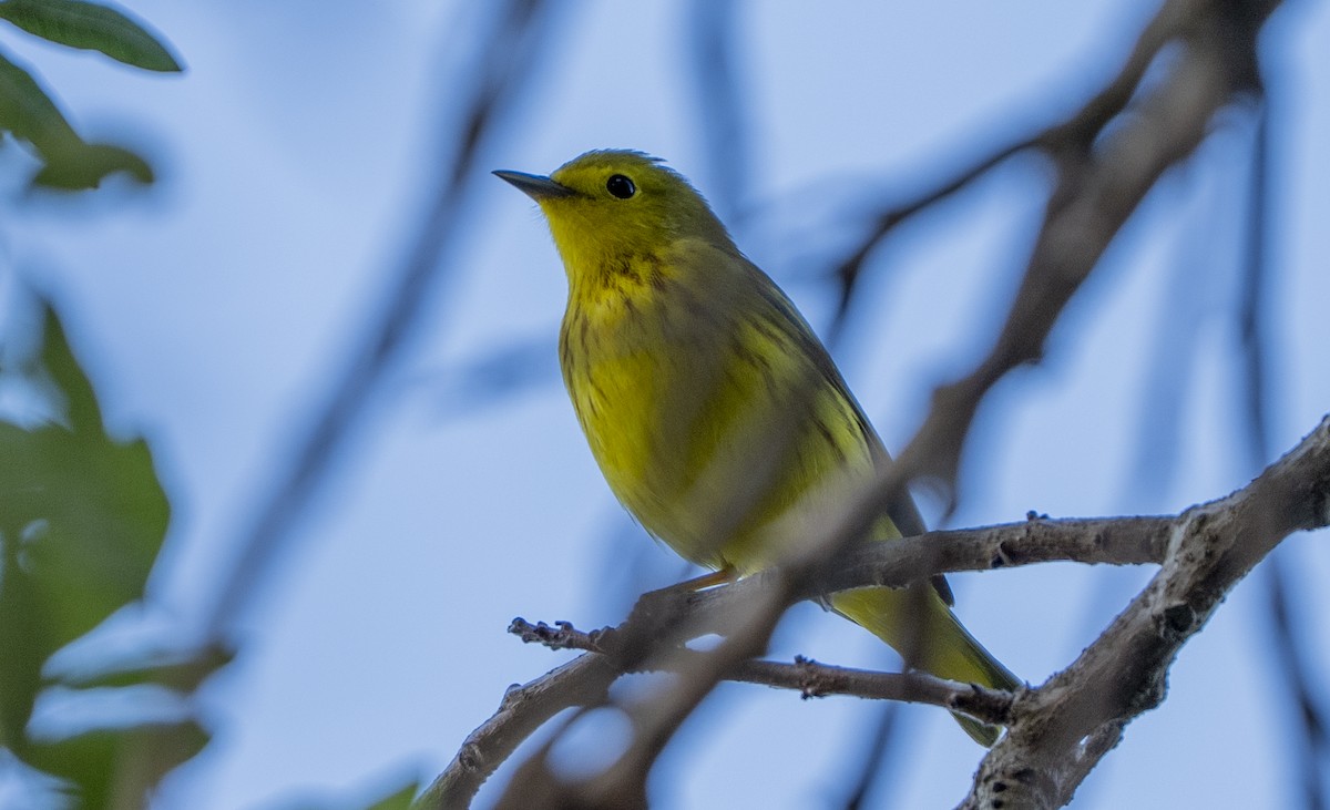 Goldwaldsänger - ML657649205