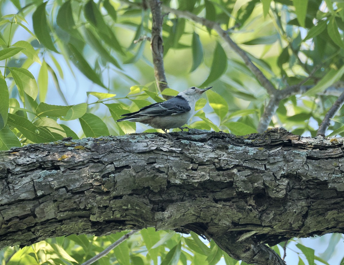 White-breasted Nuthatch - ML657649513