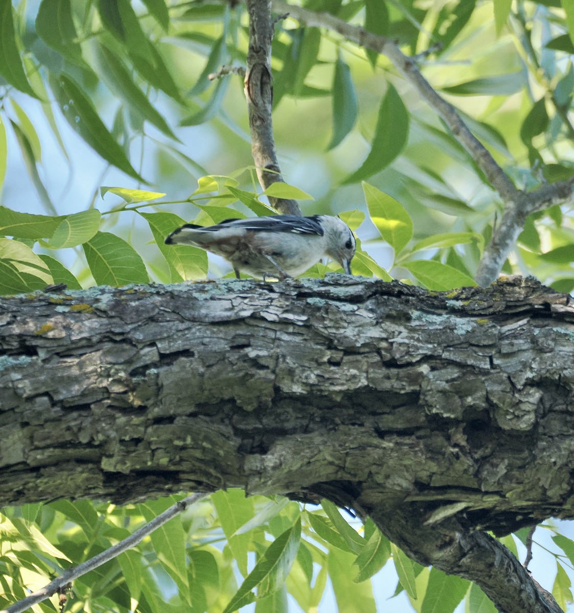 White-breasted Nuthatch - ML657649531