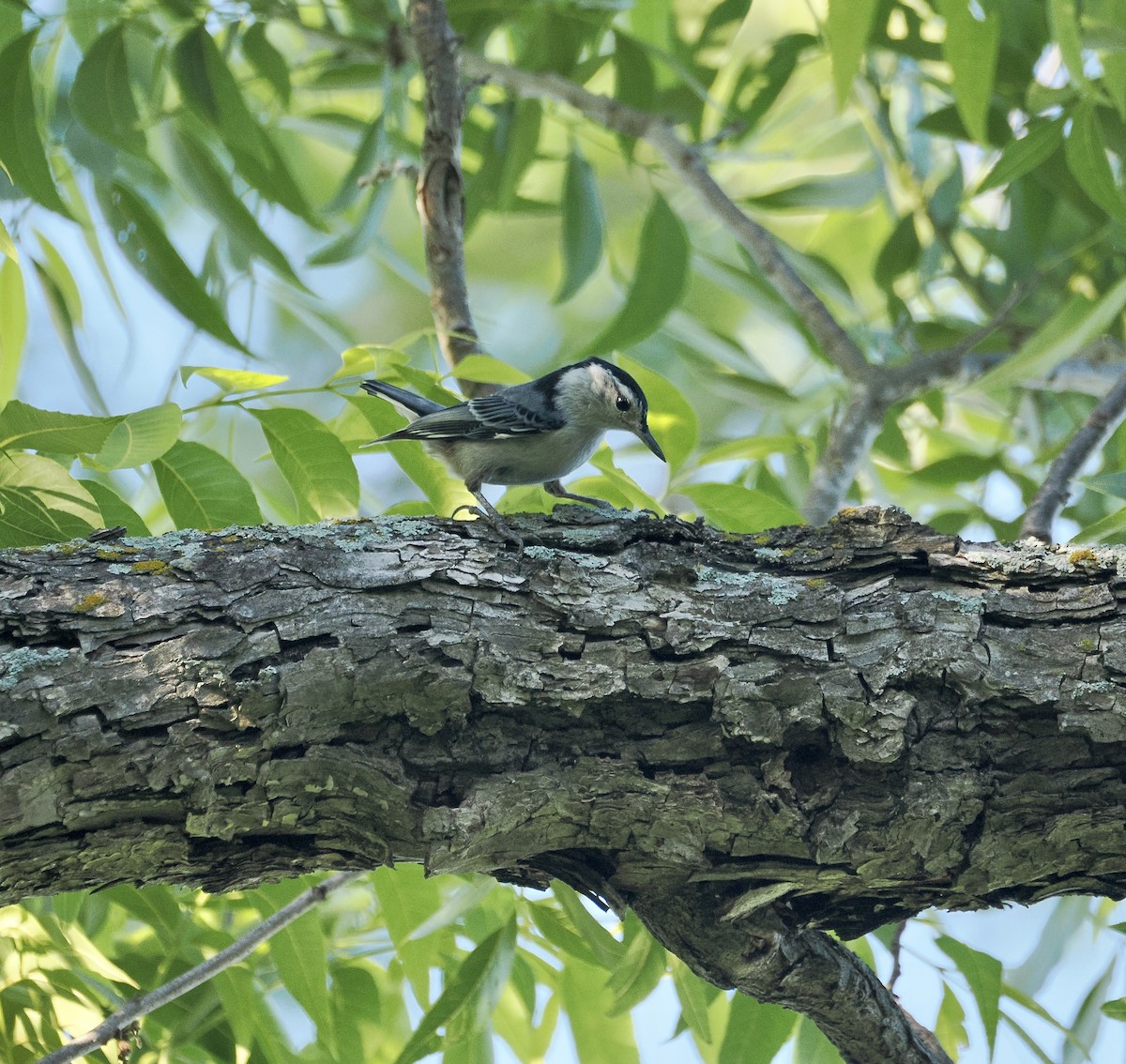 White-breasted Nuthatch - ML657649549