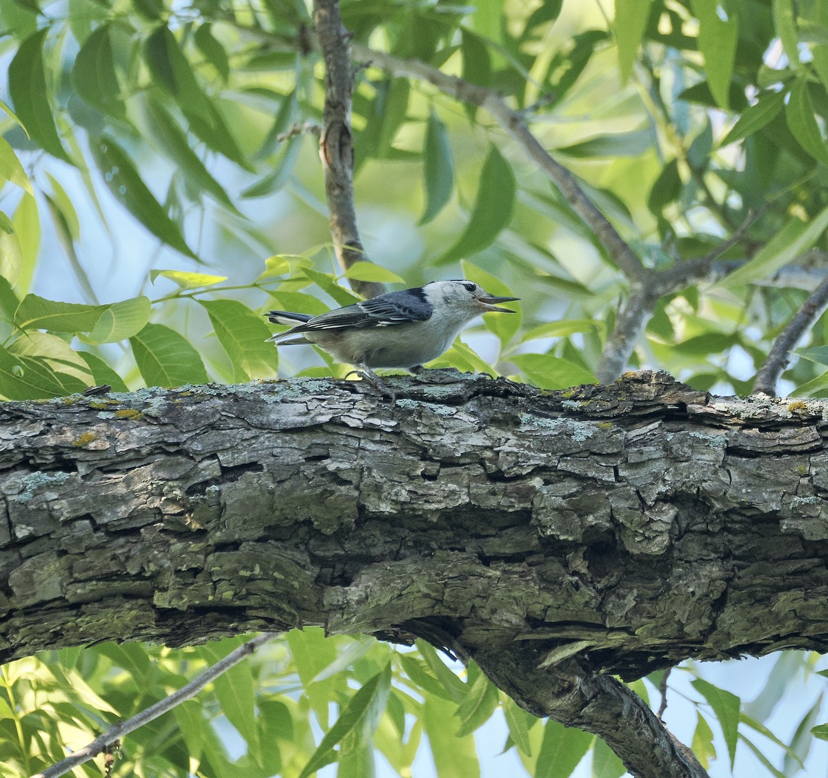 White-breasted Nuthatch - ML657649575