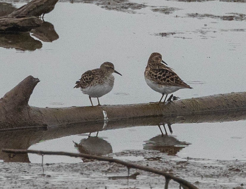 Least Sandpiper - ML657649658