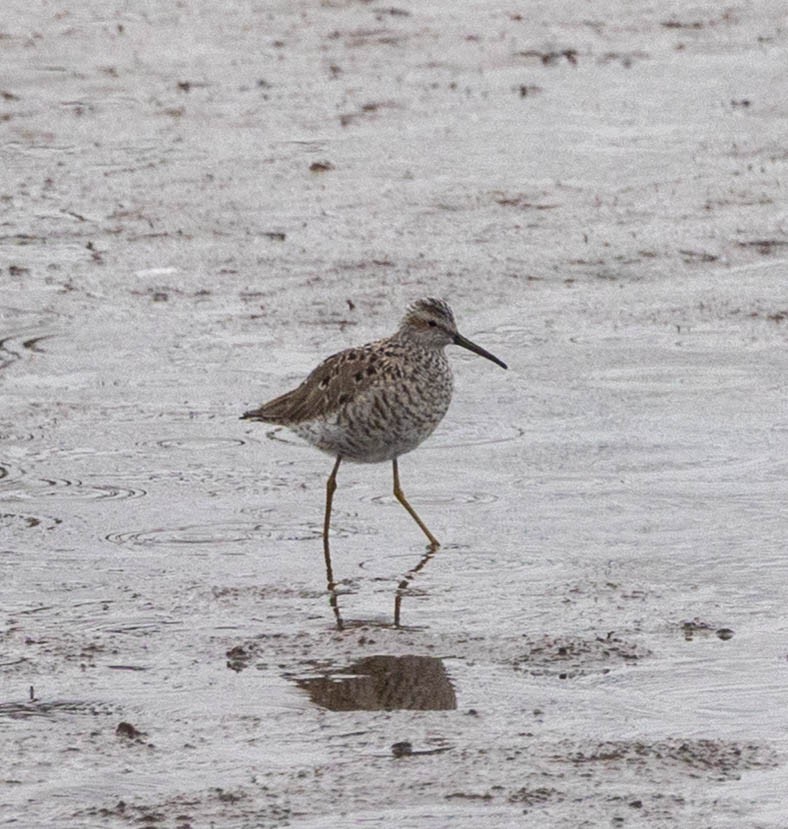 Stilt Sandpiper - ML657649671