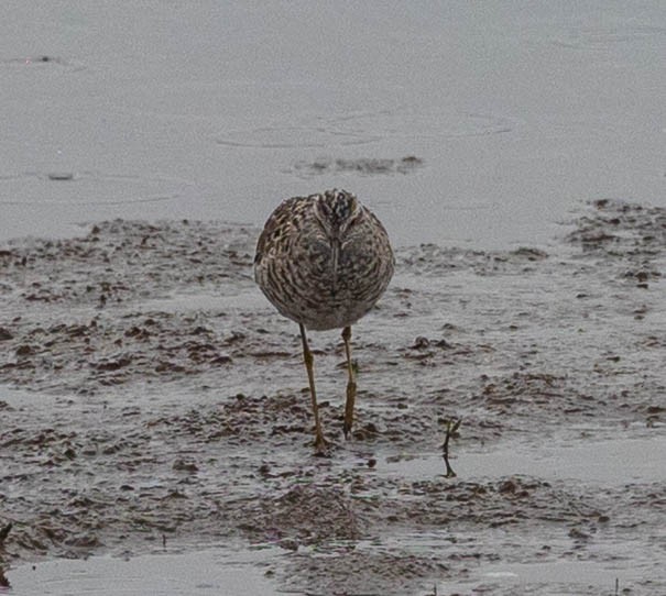 Stilt Sandpiper - ML657649681