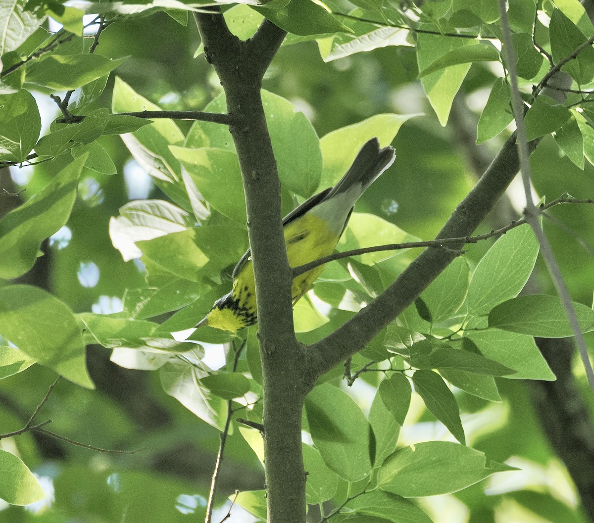 Canada Warbler - ML657649705
