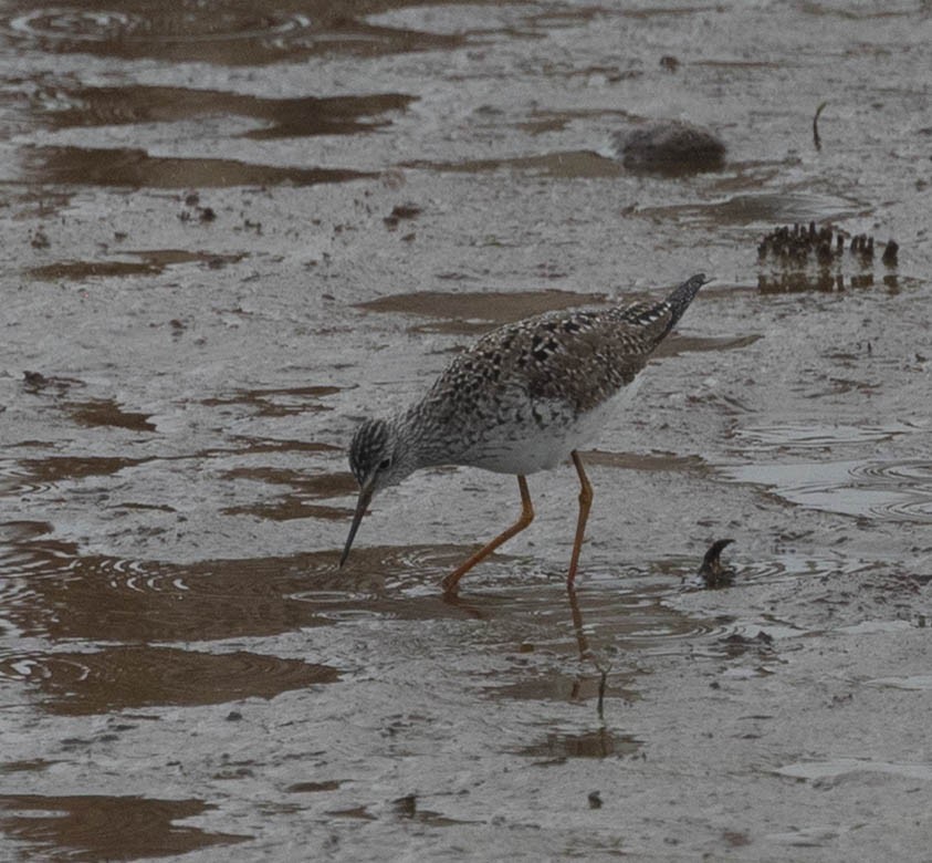 Lesser Yellowlegs - ML657649708
