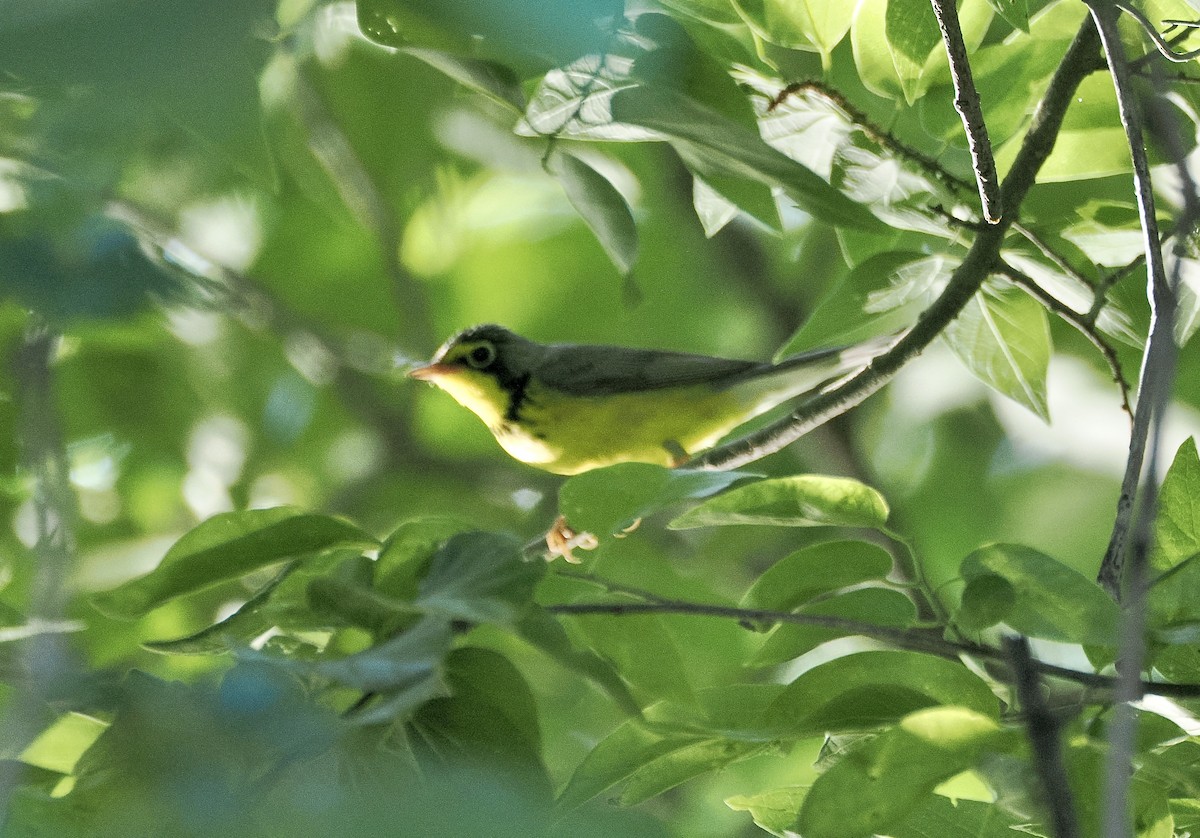 Canada Warbler - ML657649731