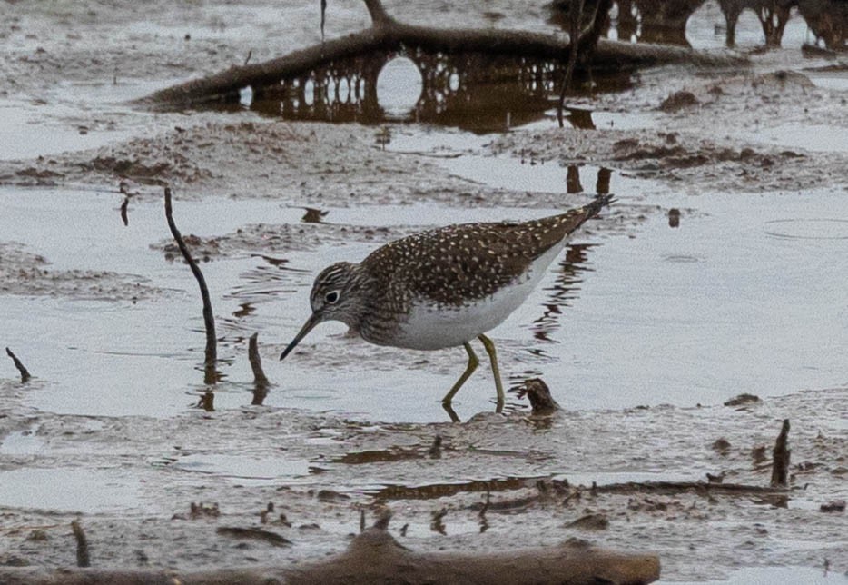 Solitary Sandpiper - ML657649744