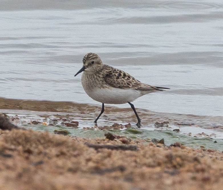 Baird's Sandpiper - ML657649757